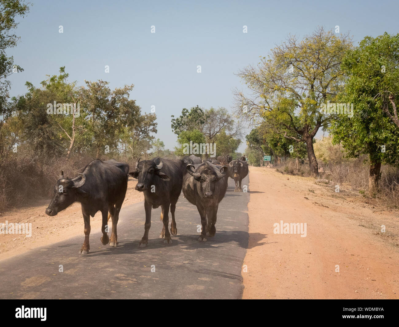 Gruppo di bufali camminando per strada in Khajuraho, Madhya Pradesh, India, Asia Foto Stock