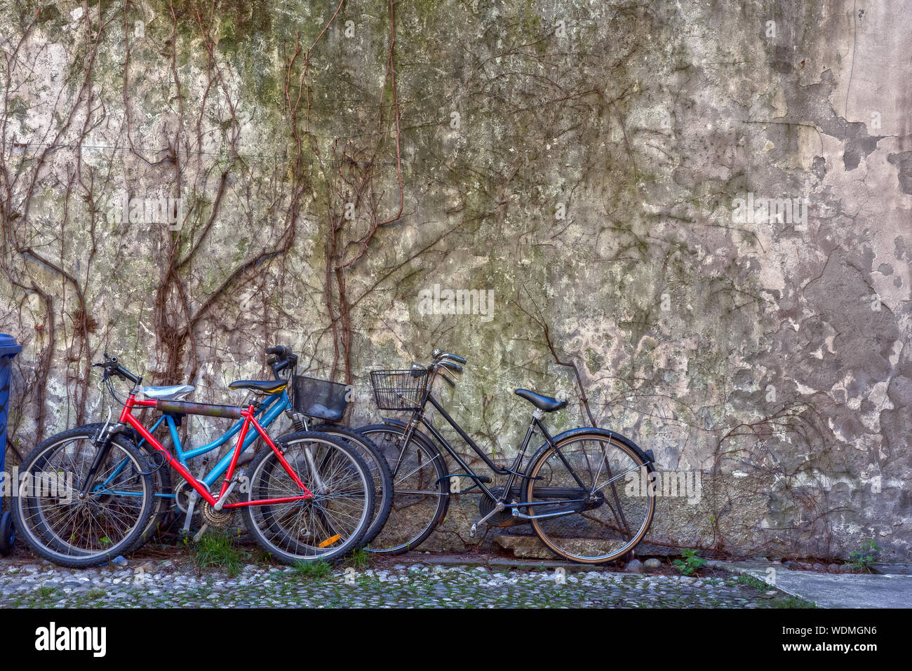 Biciclette sullo sfondo di un vecchio muro ricoperti di edera a secco Foto Stock