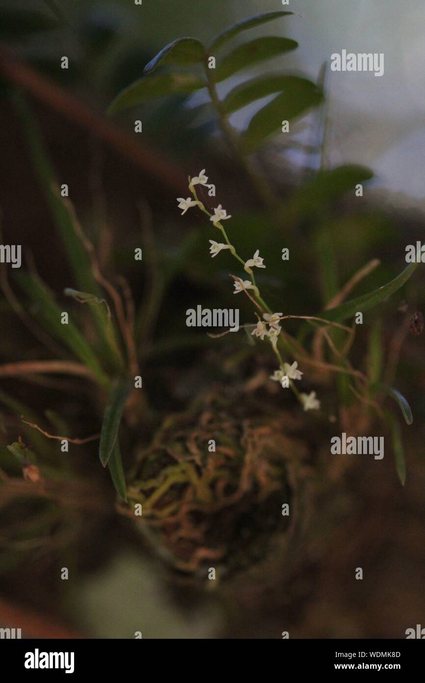 Comet Orchid (Angraecum pusillum), Nature atterraggio, Kenton-on-Sea, Capo orientale, Sud Africa Foto Stock