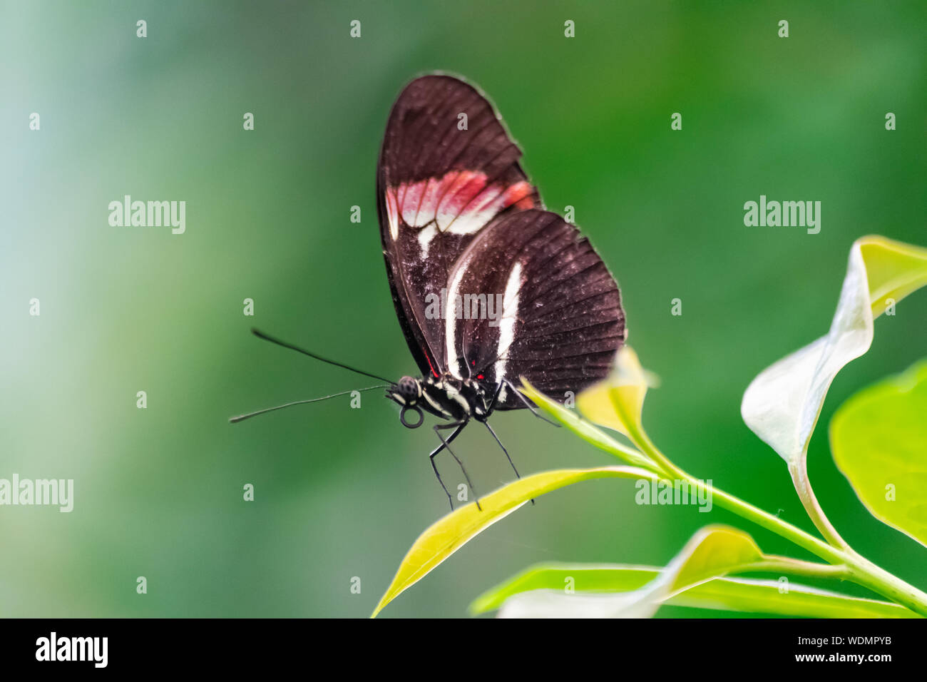 Heliconius melpomene : butterfly, il postino butterfly, portalettere comune o semplicemente postino Foto Stock