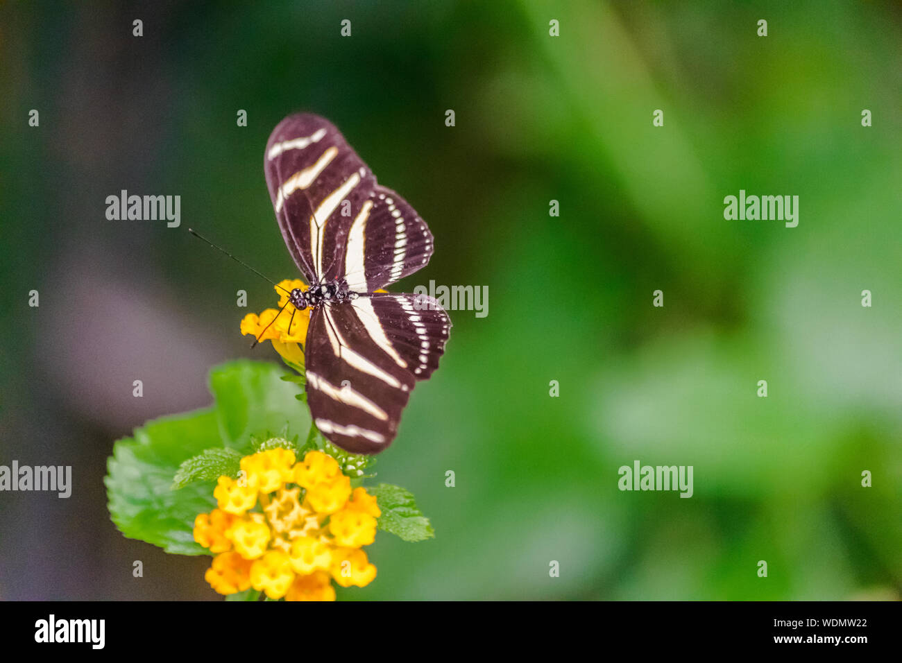 Heliconius charithonia, la zebra longwing butterfly , con vegetazione verde sullo sfondo Foto Stock
