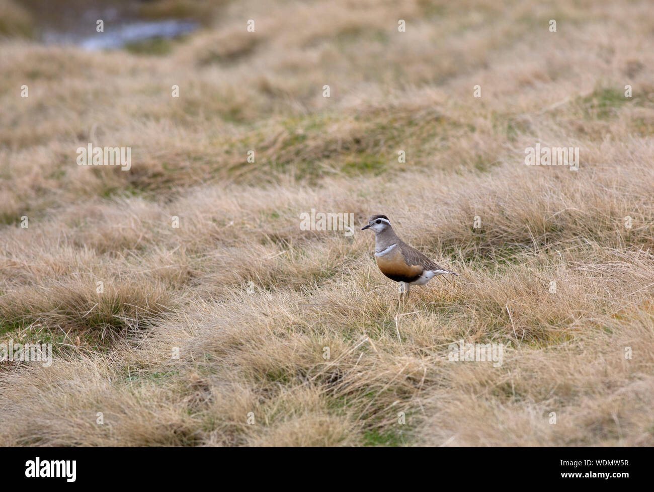 Piviere tortolino, Charadrius morinellus, singolo femmina adulta permanente sulla montagna altopiano brughiera. Prese giugno, Cairngorms, Scotland, Regno Unito. Foto Stock