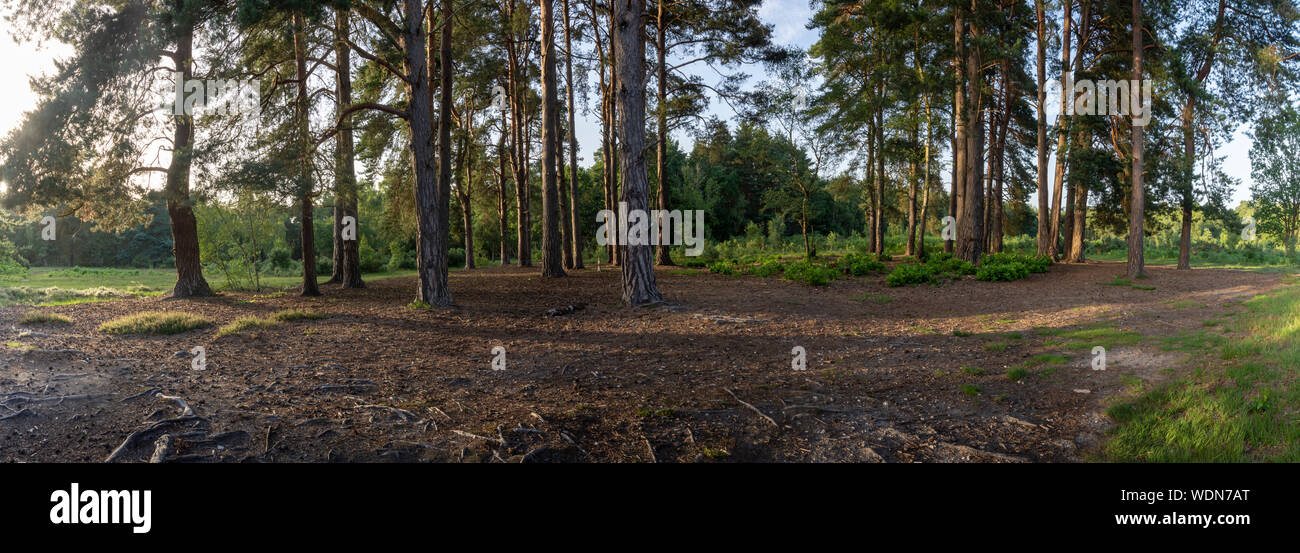 Bosco di Hampshire Inghilterra Foto Stock