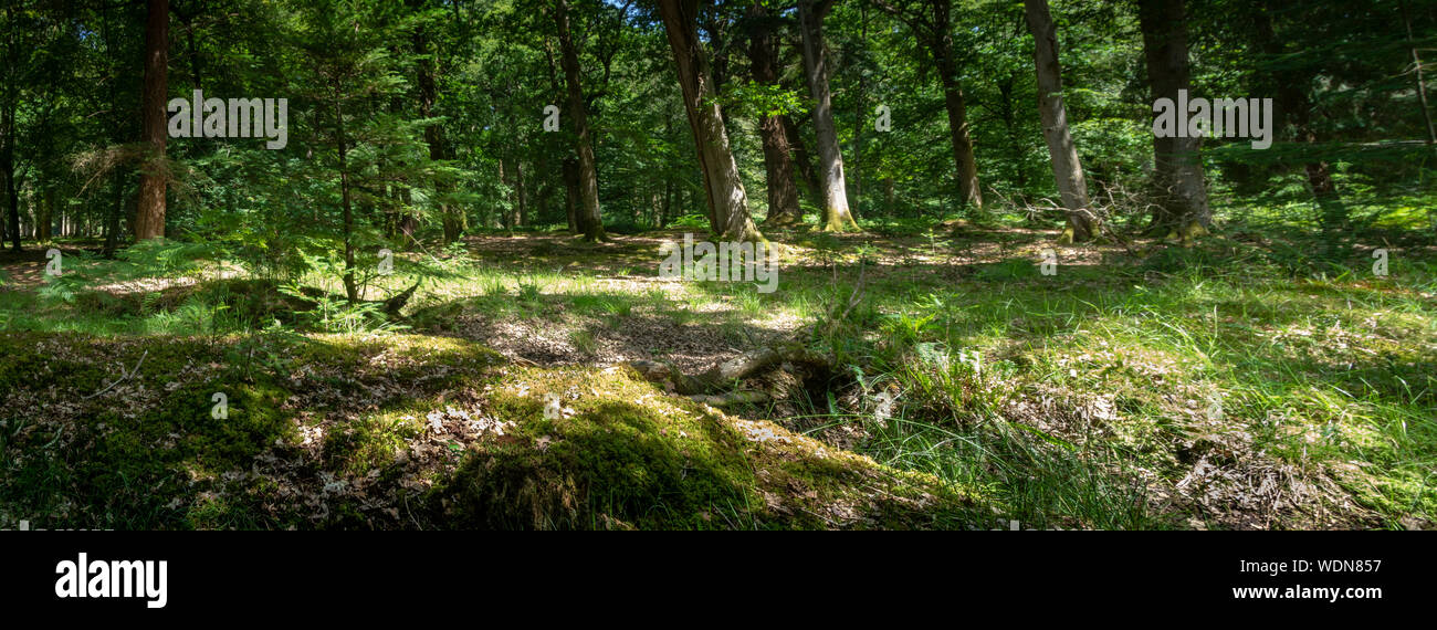 Panorama della pineta immagini e fotografie stock ad alta risoluzione ...