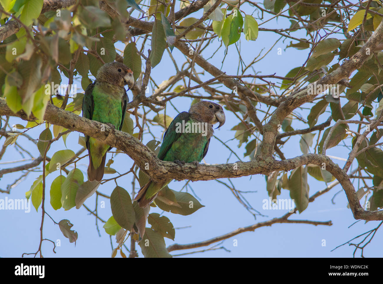 Coppia/due rare marrone-colli (Parrot Poicephalus robustus) sat in una struttura ad albero nella foresta di Pirang in Gambia Africa occidentale Foto Stock