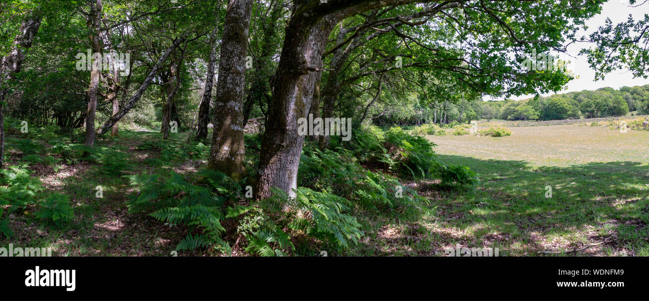 New Forest Hampshire Inghilterra Foto Stock