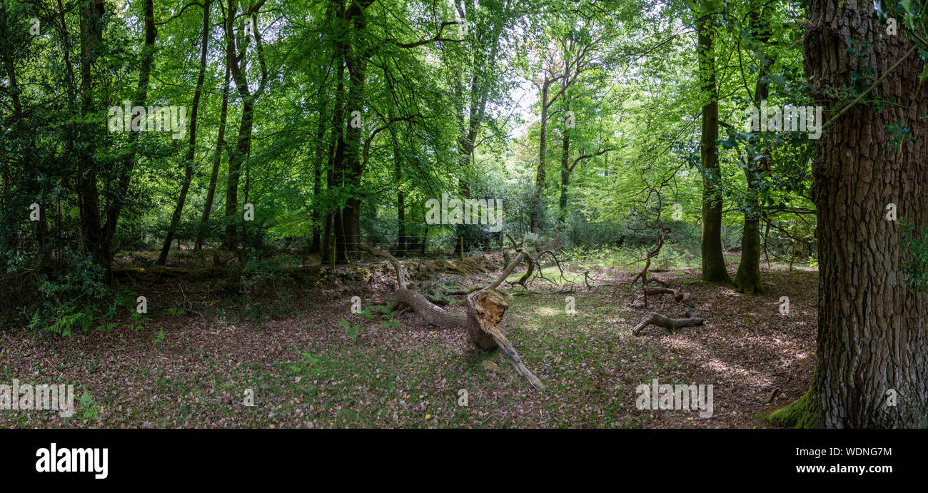 New Forest Hampshire Inghilterra Foto Stock
