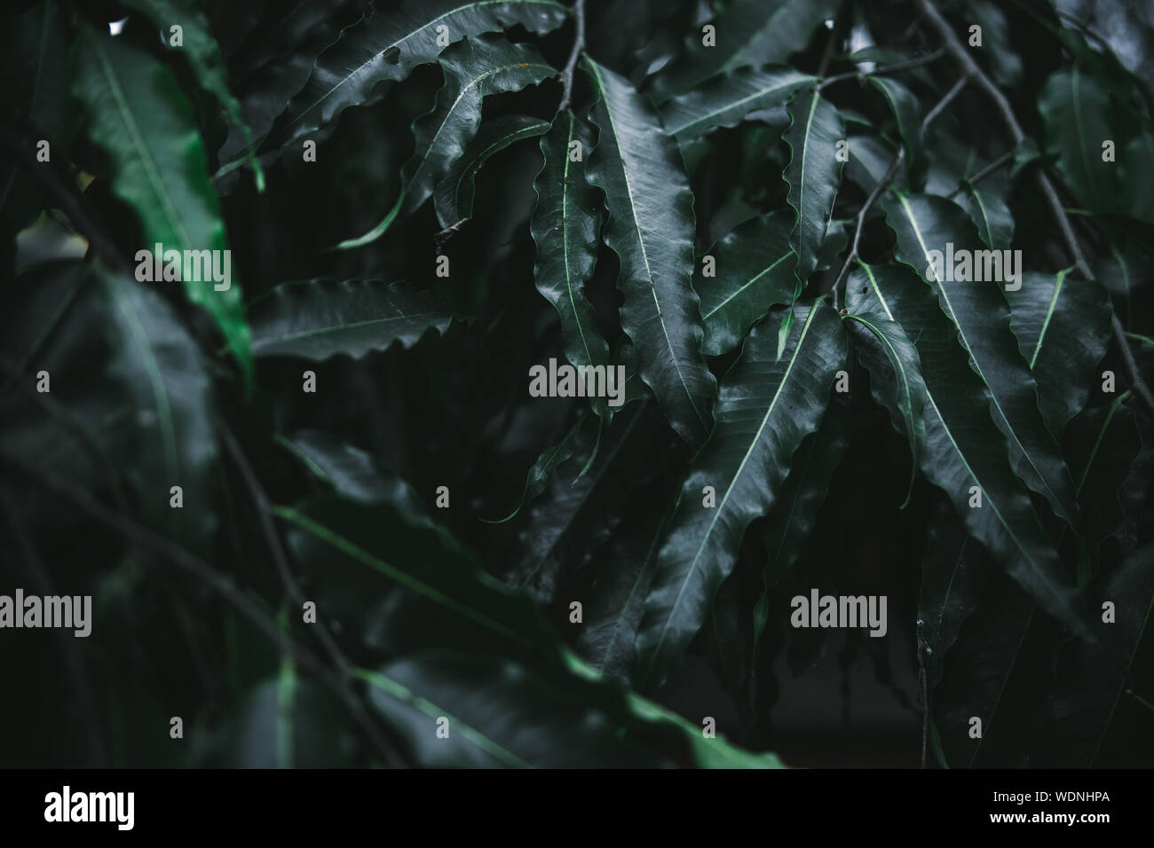 Deep dark green foglie di palmo pattern. Layout creativi, tonica immagine effetto filtro Foto Stock