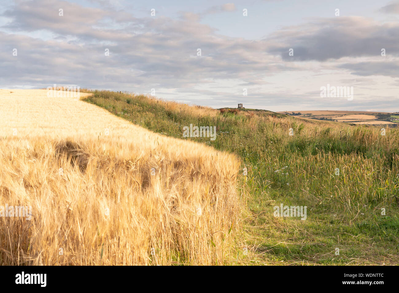 Fiori ed erbe crescenti sul bordo di un campo di orzo, con la guerra di Stonehaven Memorial visibile all'orizzonte. Foto Stock