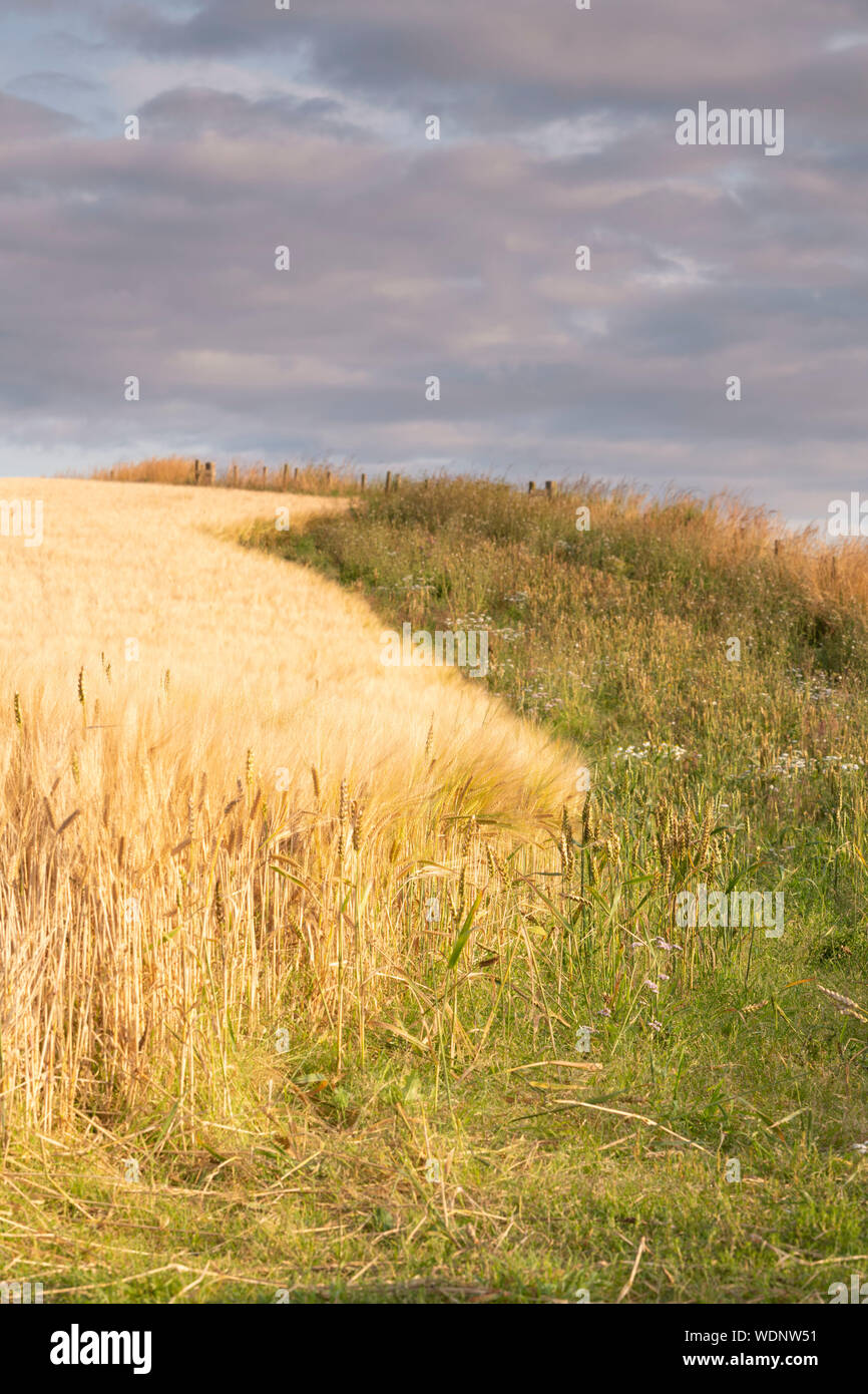 Fiori ed erbe crescenti sul bordo di un campo di orzo forniscono un habitat per la fauna selvatica Foto Stock