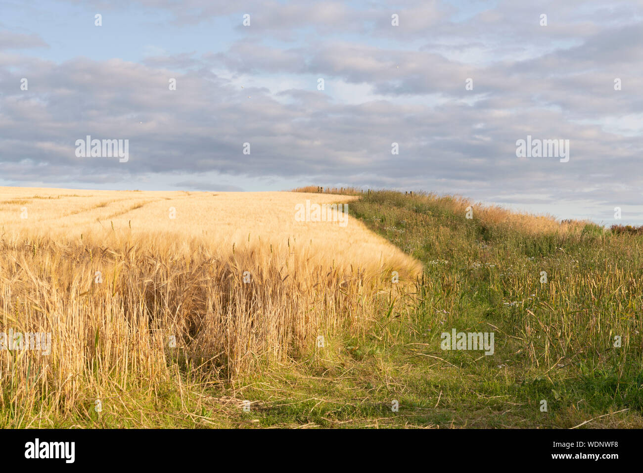 Fiori ed erbe in crescita nel margine di un campo di orzo forniscono un rifugio per la fauna selvatica Foto Stock