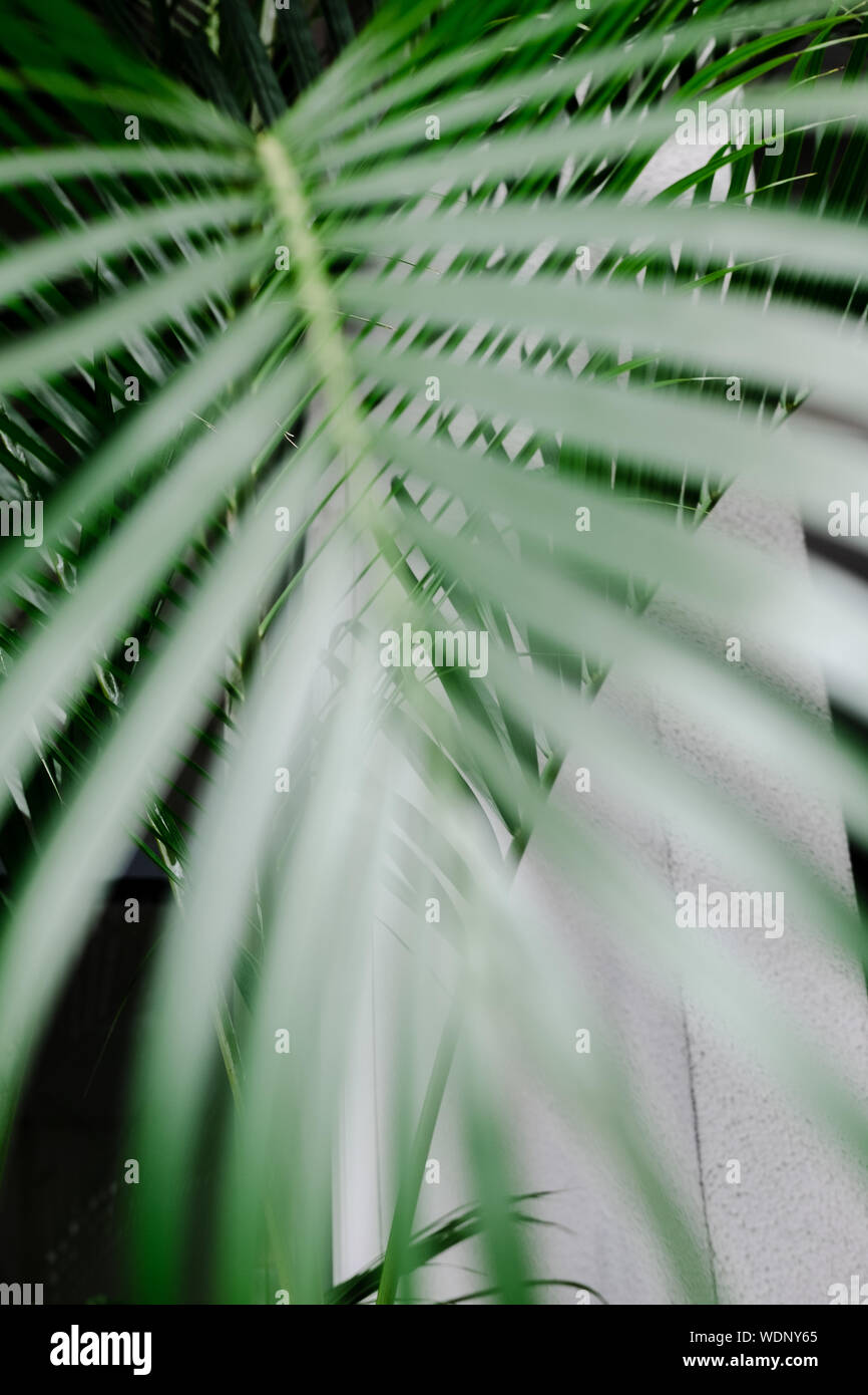 Tropical foglie di palma, verde. Layout creativi, tonica filtro di immagine Foto Stock