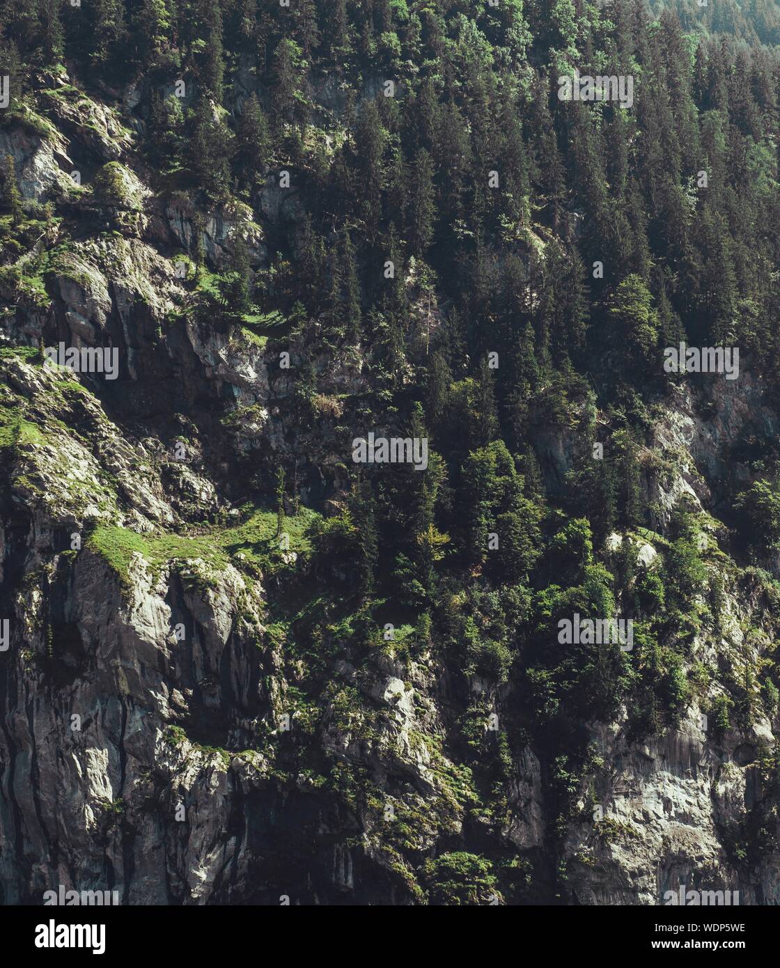 Visualizzazione generica dell'estate panorami alpini visto dal sentiero escursionistico da Wengen a Kleine Scheidegg con scalare le rocce e gli alberi al di sotto. Foto Stock