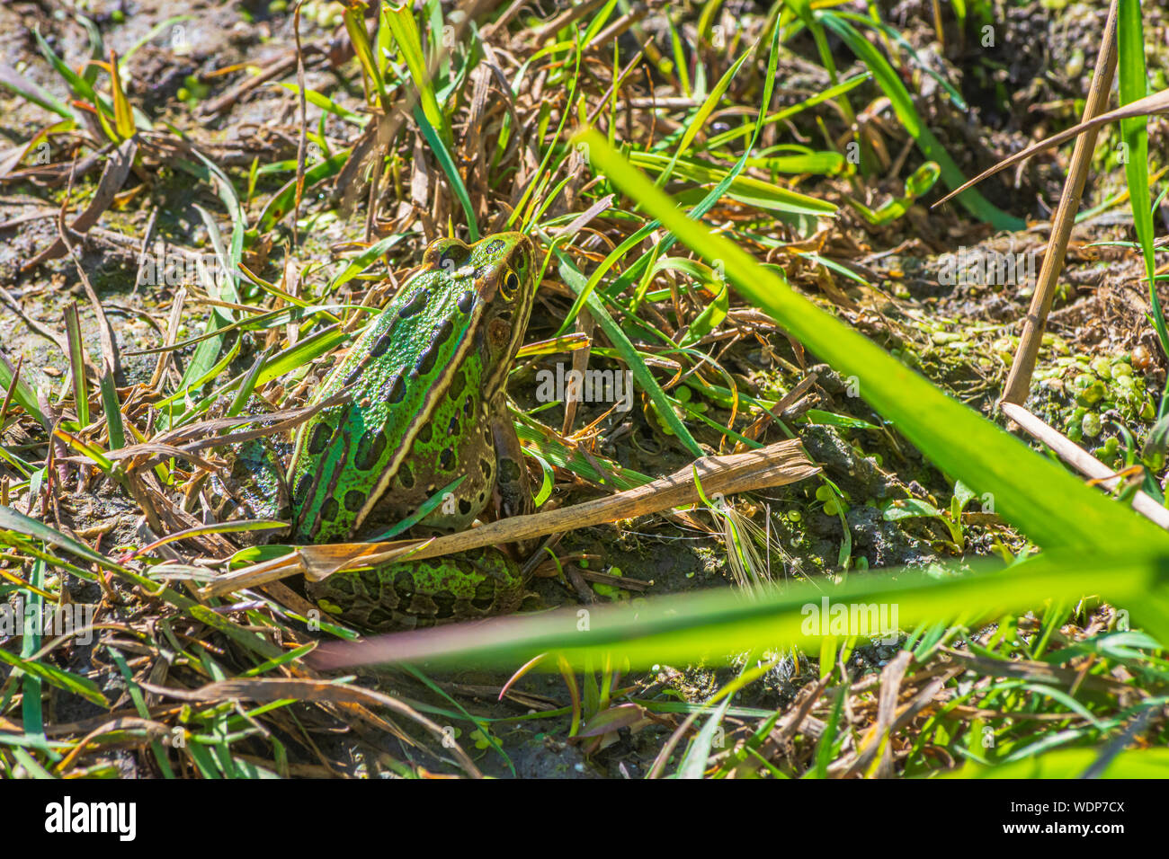 Adulto Northern Leopard (rana Lithobates pipiens) siede nel litorale erba vicino al laghetto delle paludi, Castle Rock Colorado US. Foto scattata a fine agosto. Foto Stock