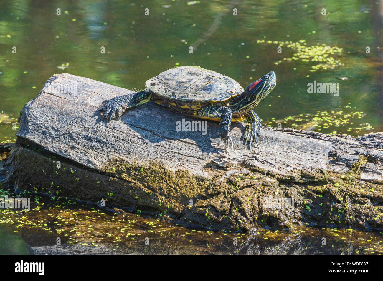 Tartaruga dalle orecchie rosse (Trachemys scripta elegans) crogiolarsi nella mattina sul log in stagno, Castle Rock Colorado US. Considerato 'specie invasive' in Colorado. Foto Stock