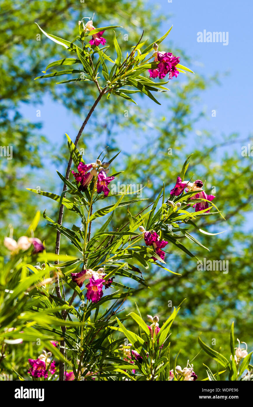 Desert Botanical Garden Desert Willow Foto Stock