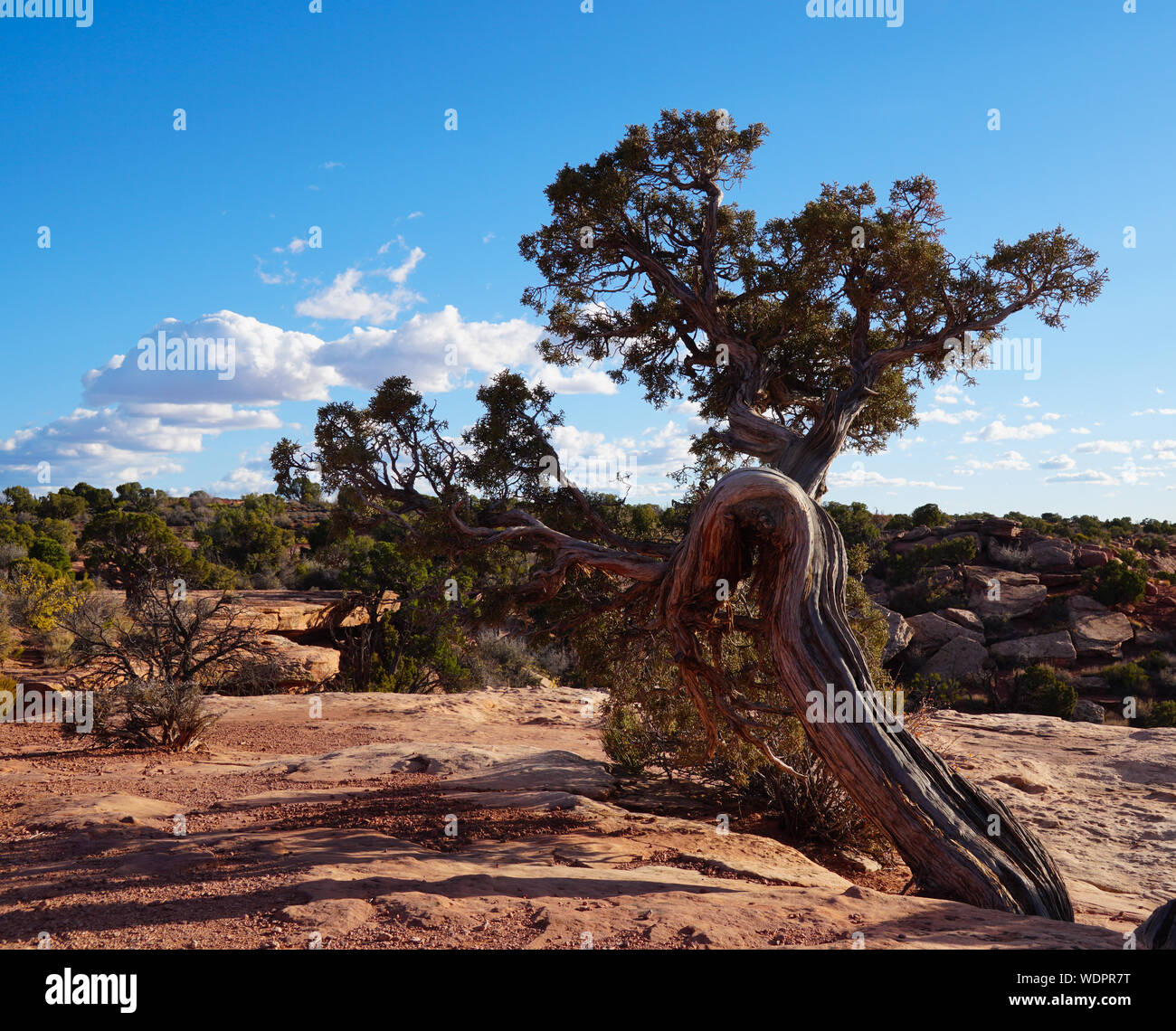 Un insolito albero cresce sul bordo del Grand Canyon Foto Stock