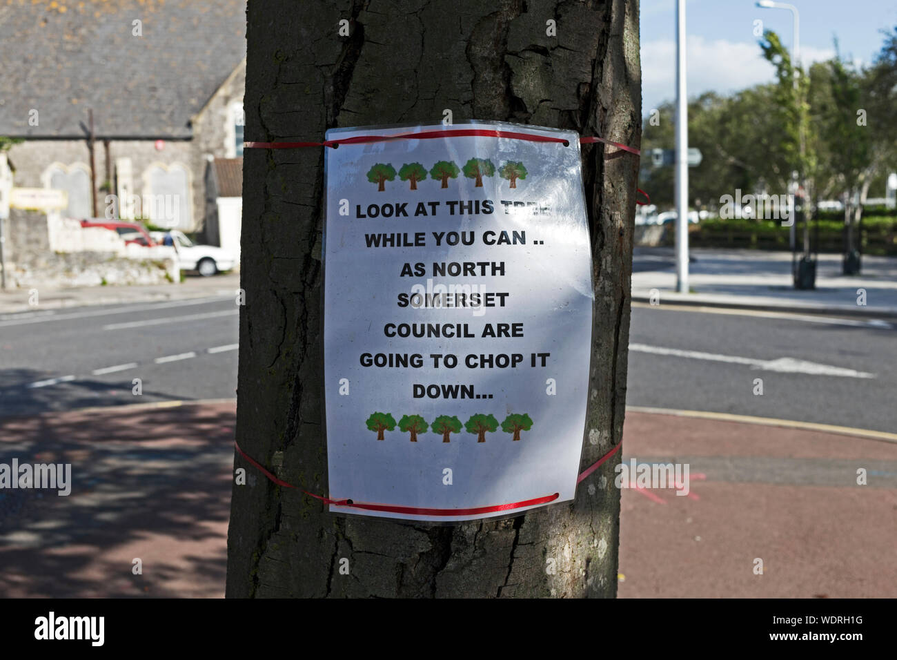 Un segno su un albero in Weston-super-Mare, Regno Unito che è in pericolo di essere abbattuto come parte della città di trasporto previsto regime di miglioramento. Foto Stock