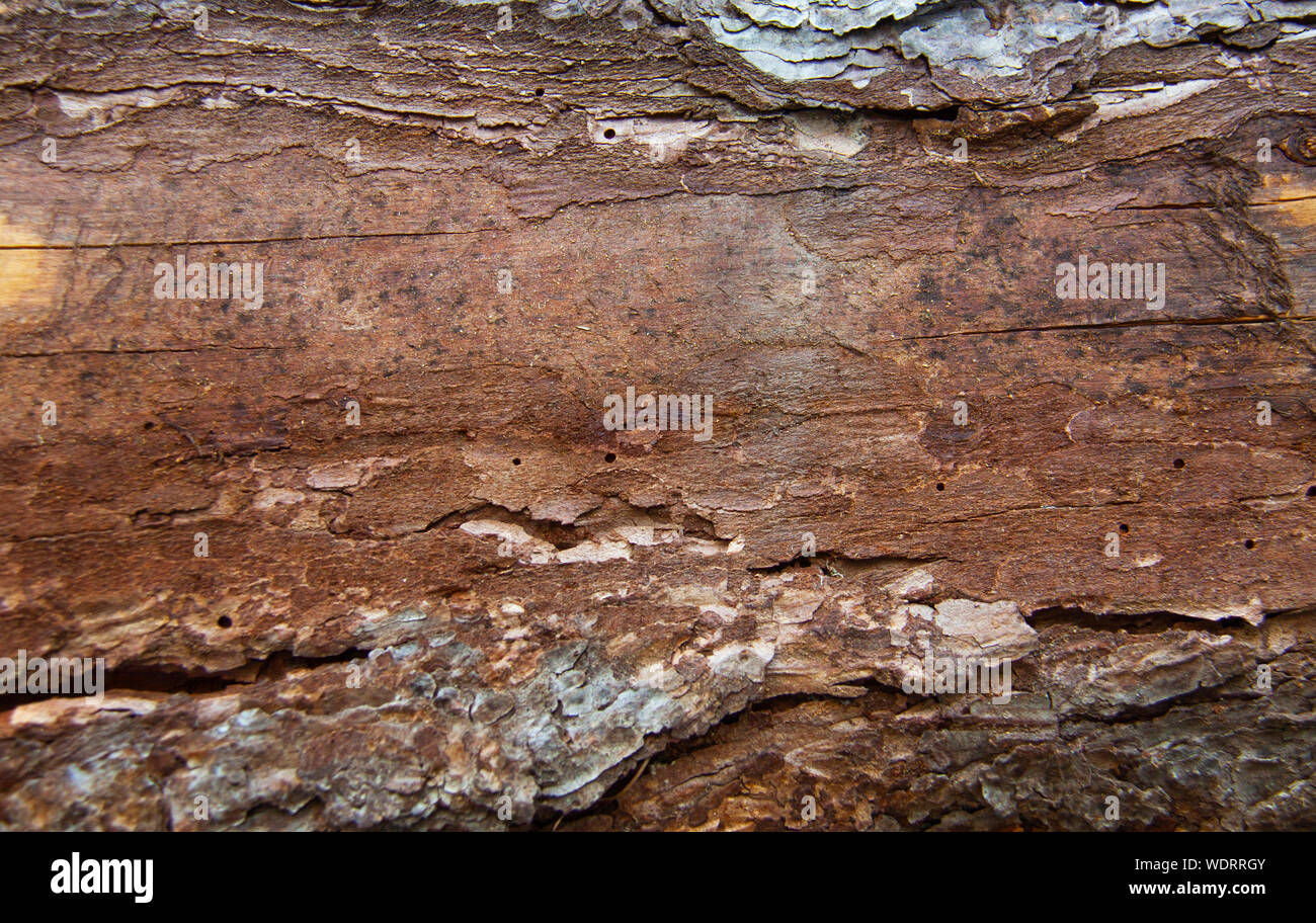 Vecchio woodeen texture di sfondo. Close up Foto Stock