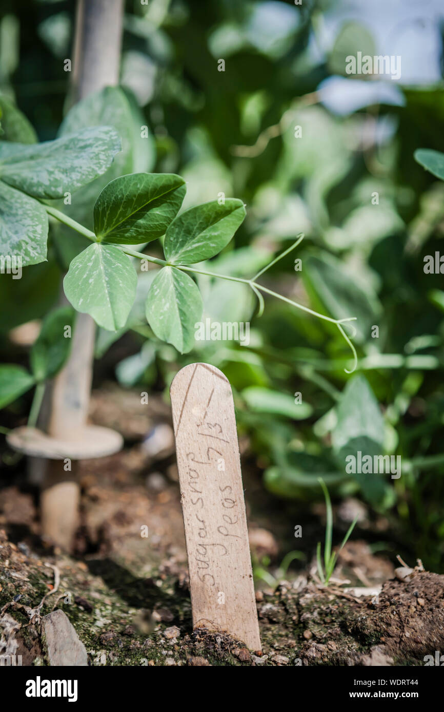 Close up etichettati pisello dolce piantine Foto Stock