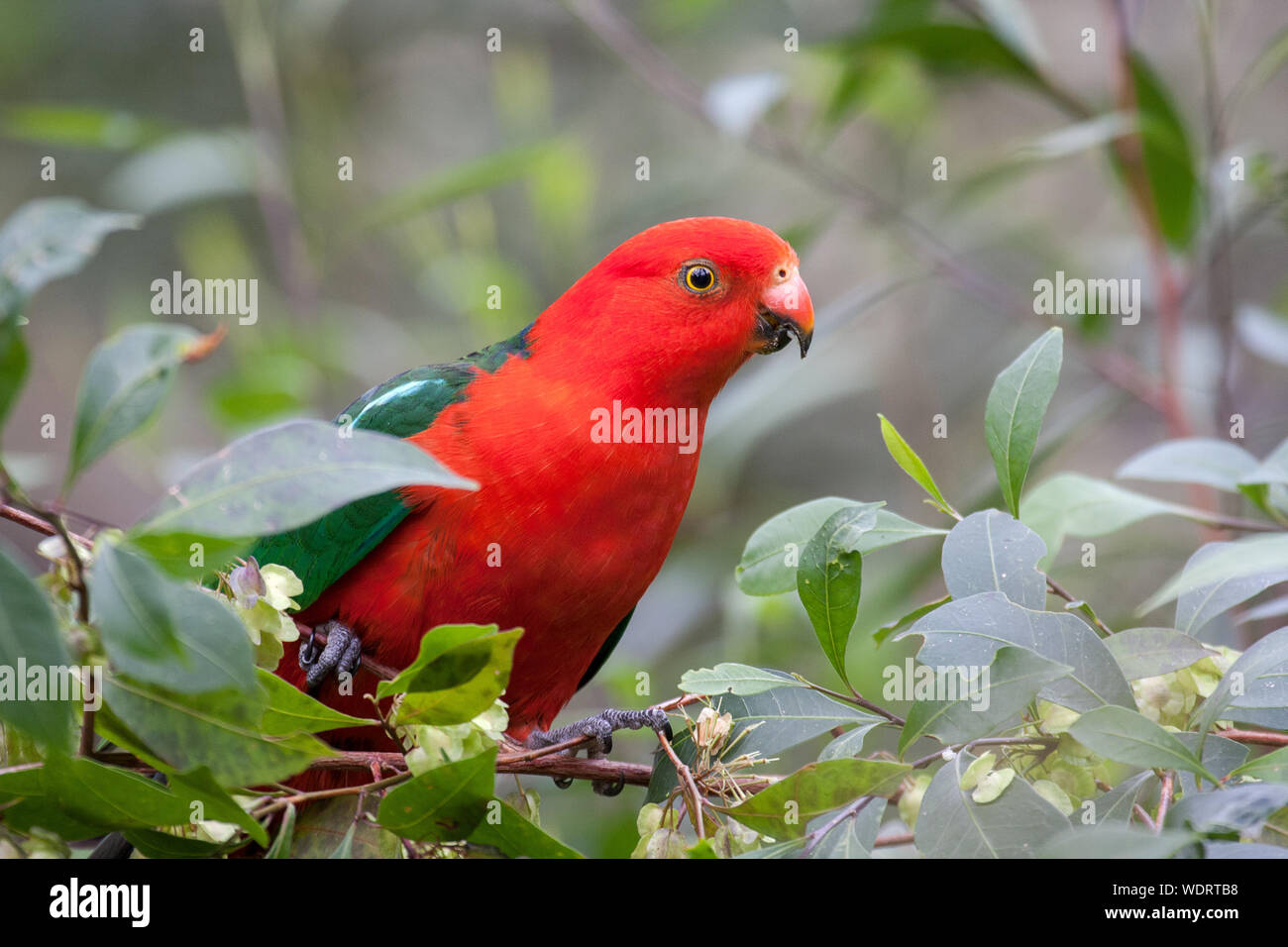 Re Maschio alimentazione pappagallo Foto Stock