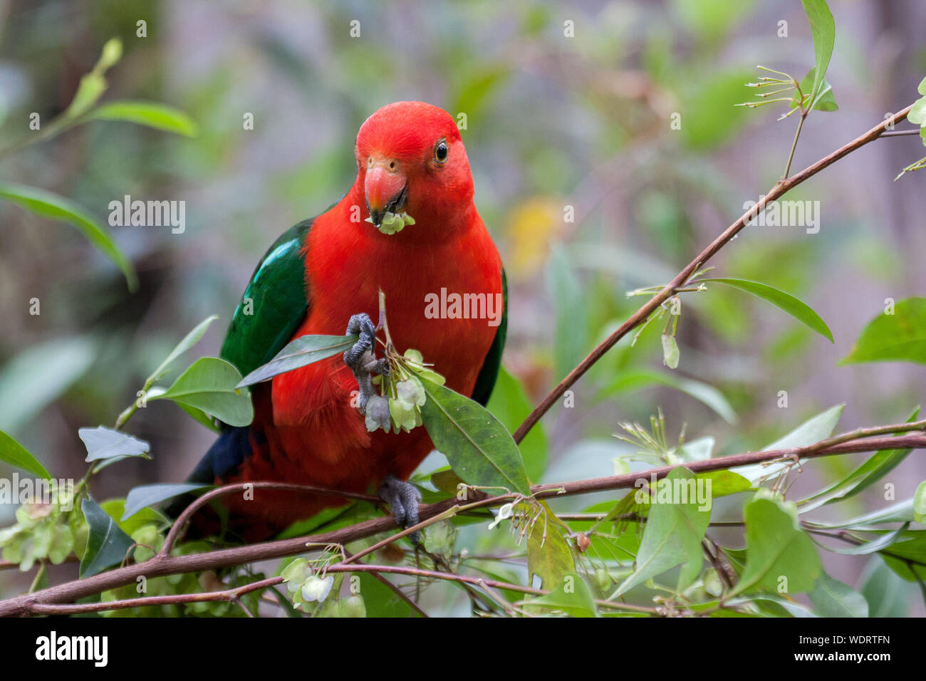 Re Maschio alimentazione pappagallo Foto Stock