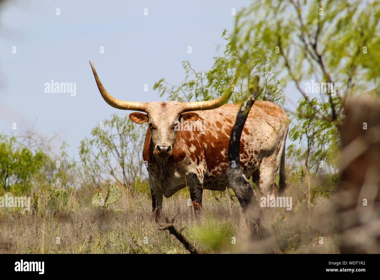 Texas Longhorn in piedi in un pascolo vicino Llano, Texas, Stati Uniti d'America. Foto Stock