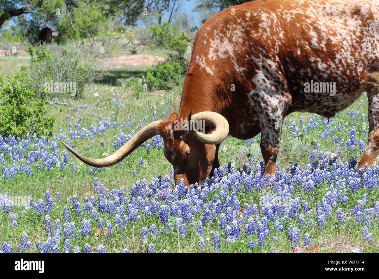 Texas Longhorn mangiare in un campo di Bluebonnets Foto Stock
