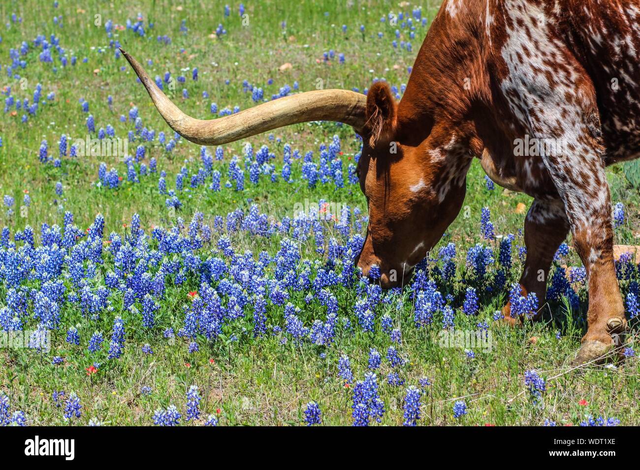 Texas Longhorn mangiare in un campo di Bluebonnets Foto Stock