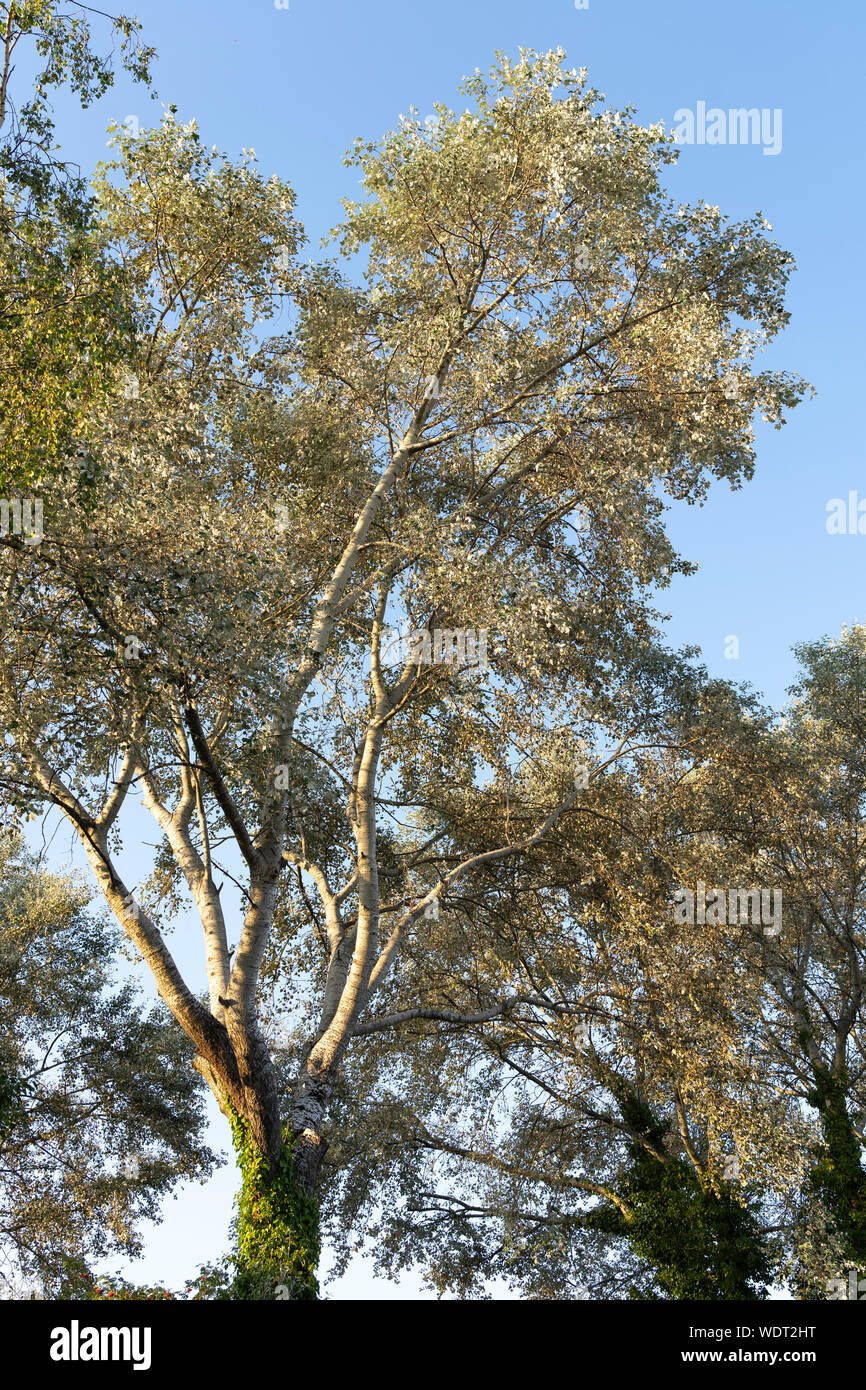 Betula pendula, comunemente noto come argento betulla, presenta verrucosa betulla, bianco europeo betulla o est asiatico di betulle bianche nel sole del pomeriggio, Inghilterra Foto Stock