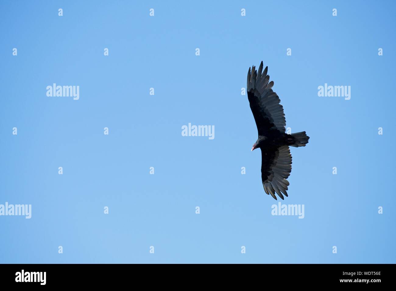 Un avvoltoio la Turchia si sposta al di sopra della Comox Valley alla ricerca di carogne. Foto Stock