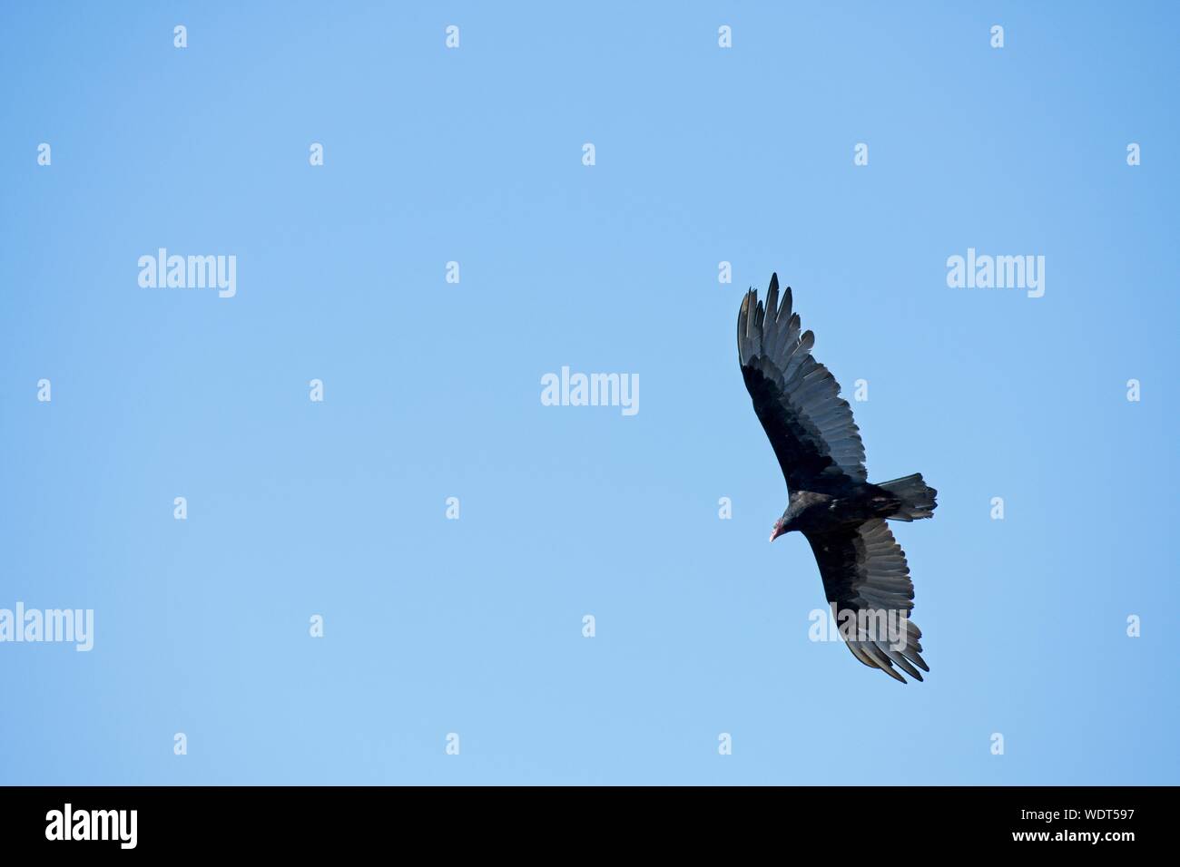 Un avvoltoio la Turchia si sposta al di sopra della Comox Valley alla ricerca di carogne. Foto Stock