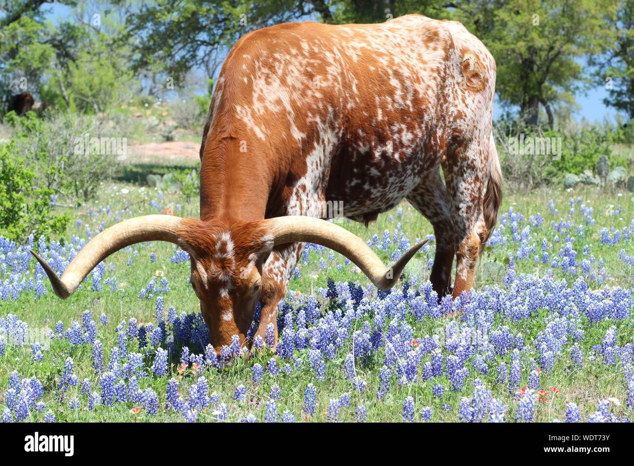 Texas Longhorn in un campo del Texas Bluebonnets Foto Stock