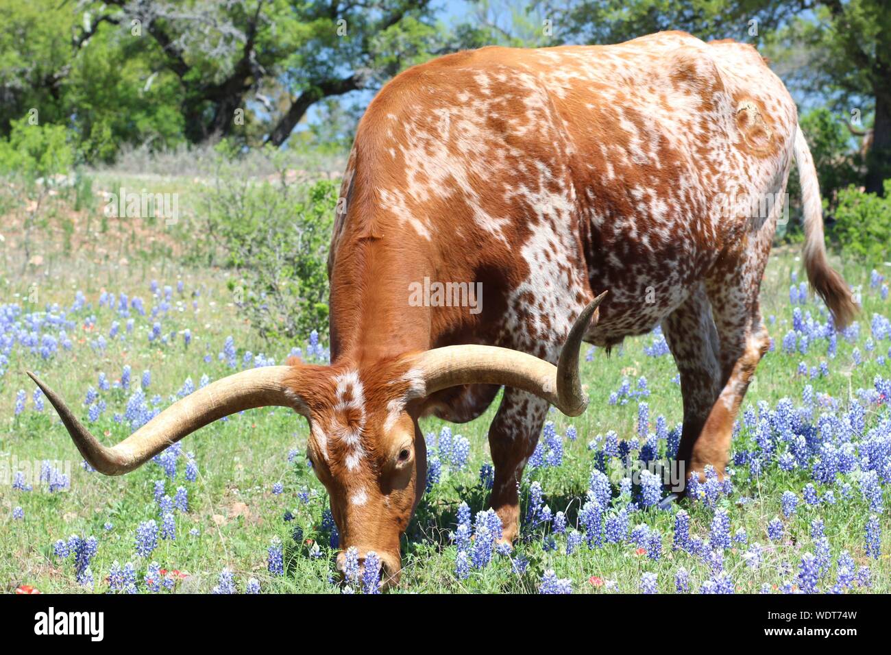 Texas Longhorn in un campo del Texas Bluebonnets Foto Stock