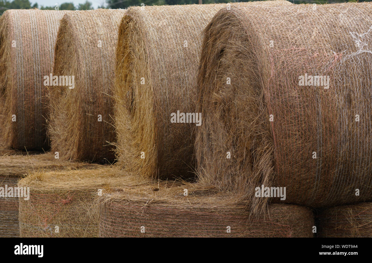 Imballatura di fieno e ottenere la fattoria pronto per l'inverno Foto Stock