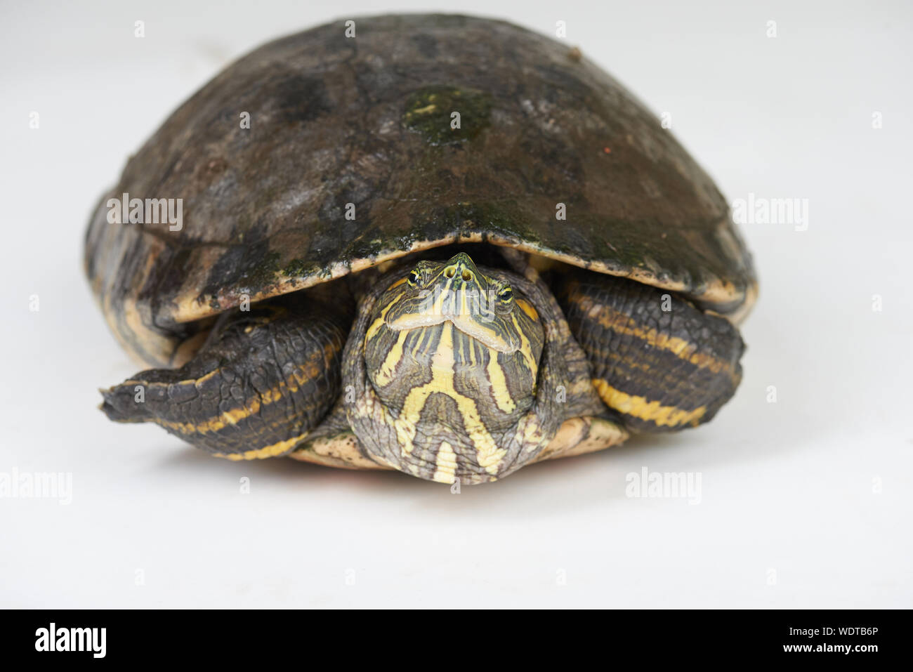 La tartaruga nel guscio rigido isolato su bianco di sfondo per studio Foto Stock