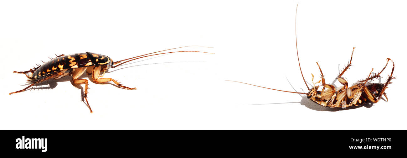 Due cocktail su sfondo bianco. Modello astratto giallo su corpo di insetto marrone scuro, animale supino capovolto Foto Stock