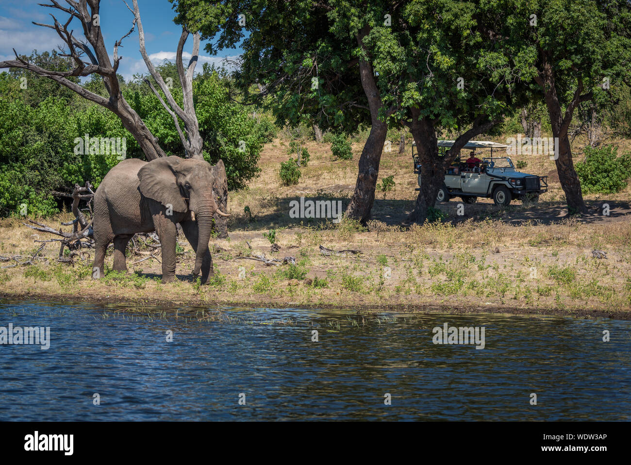 Elefanti a Riverbank contro alberi Foto Stock