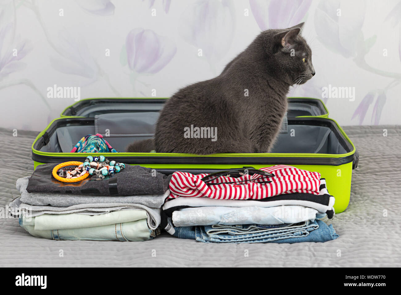 Gatto seduto in valigia Foto stock - Alamy