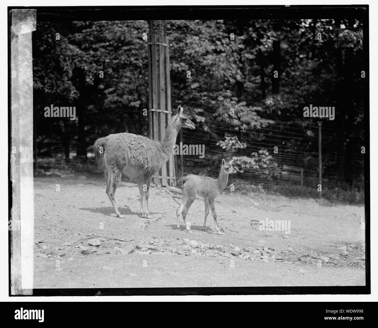 Guanaco 6/17/24 Abstract/medio nazionale: Foto Azienda Collection Foto Stock