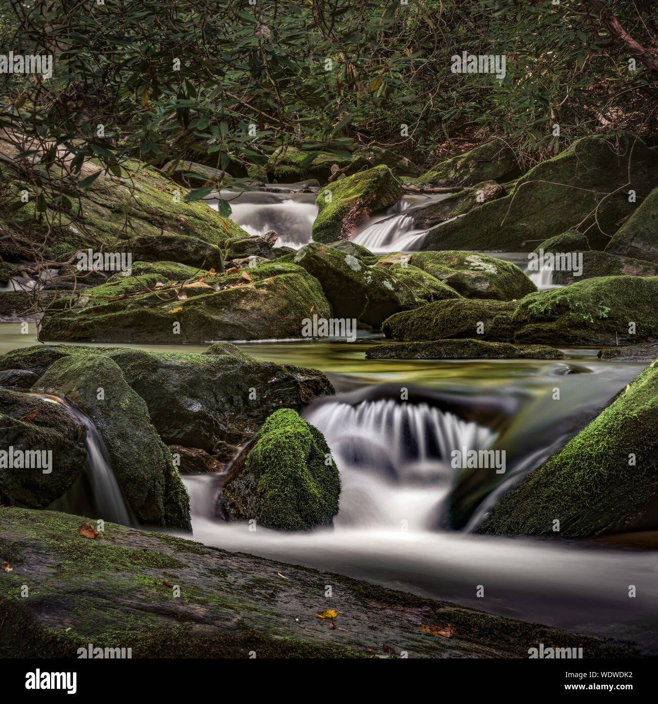 Forest creek in Carolina del Sud. Cove Reedy Creek. L'acqua scorre sopra e intorno a questo scenic creek downstram da Twin Falls. Un uso pubblico area in Picken Foto Stock
