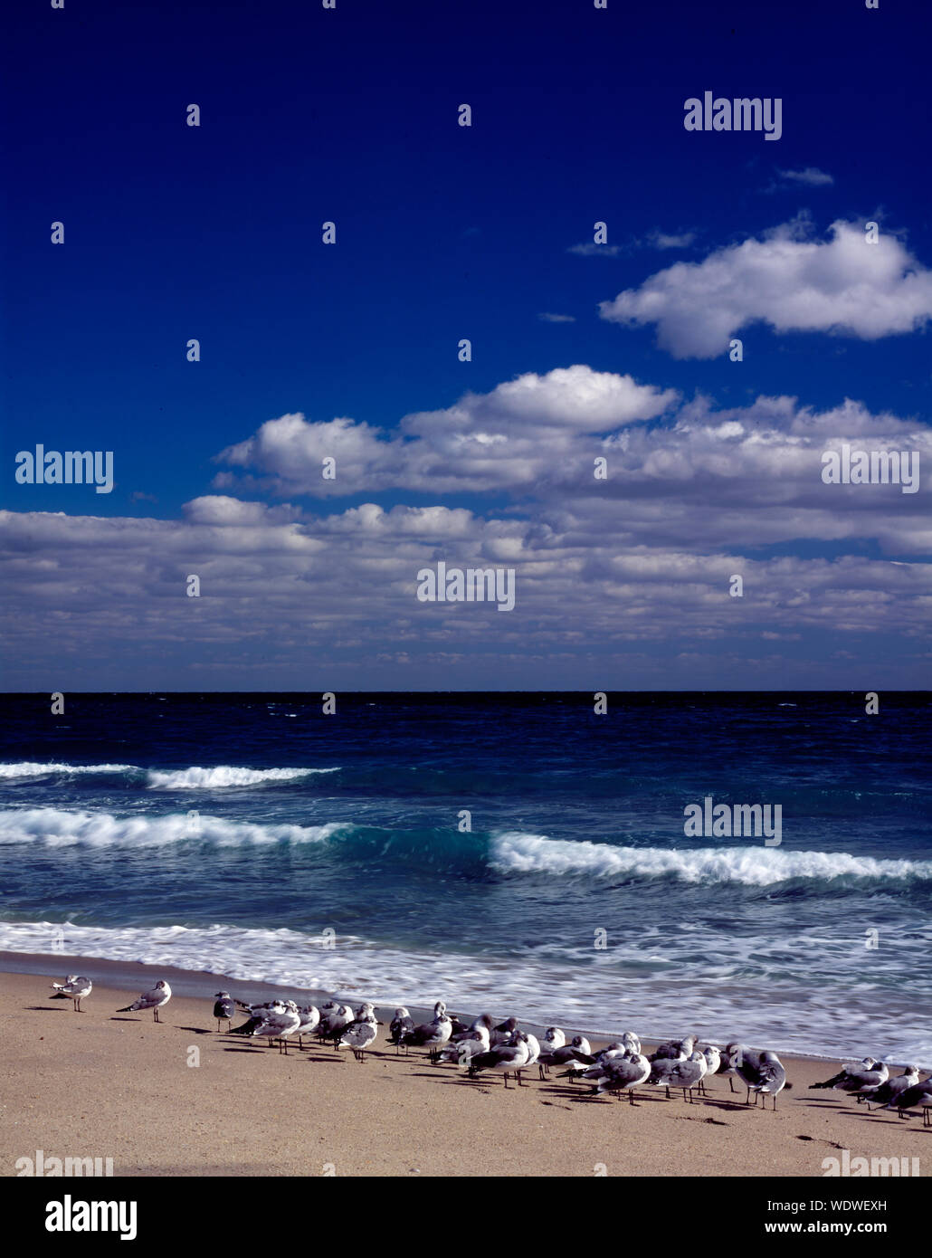 I gabbiani su una spiaggia della Florida Foto Stock