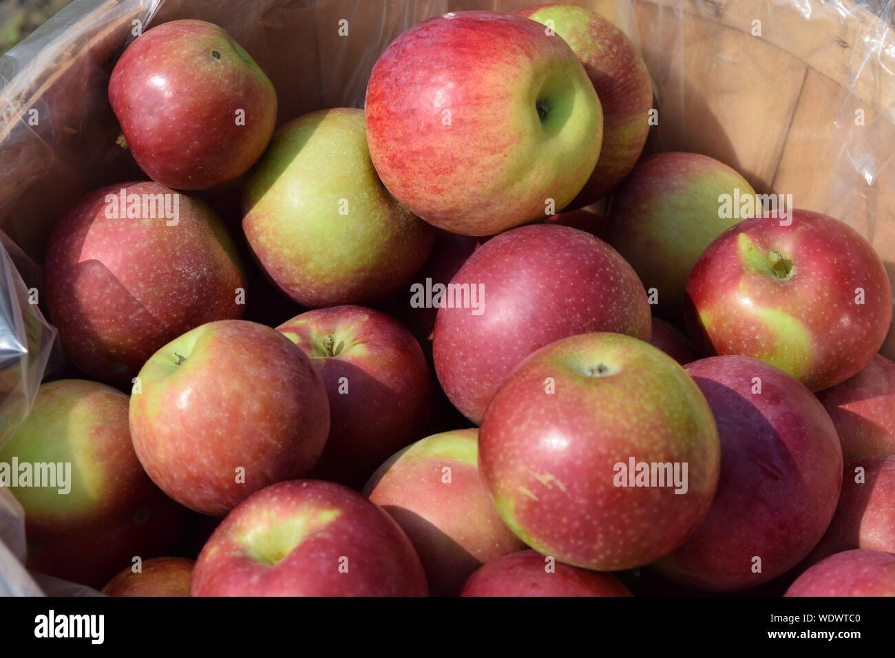 Fresche mele raccolte nel cestello Foto Stock