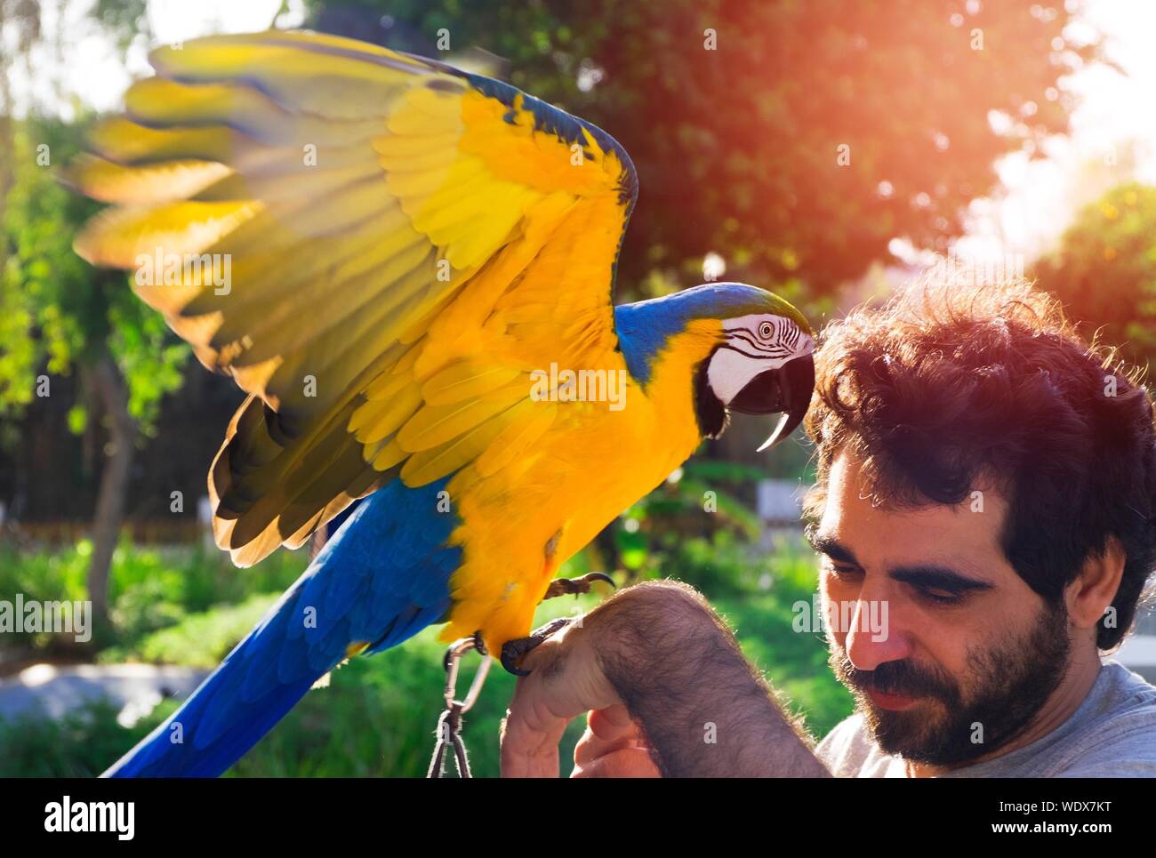 Close-up di uomo con Parrot appollaiate sul suo lato Foto Stock