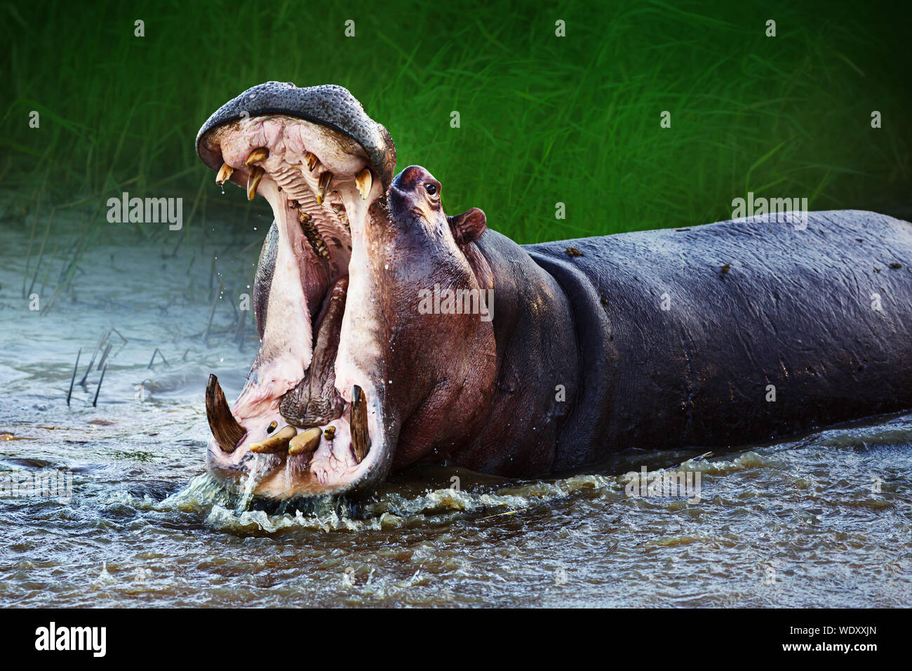 Arrabbiato ippopotamo visualizzando la posizione dominante in acqua con una ampia bocca aperta agli spruzzi d'acqua. Hippopotamus amphibius Foto Stock