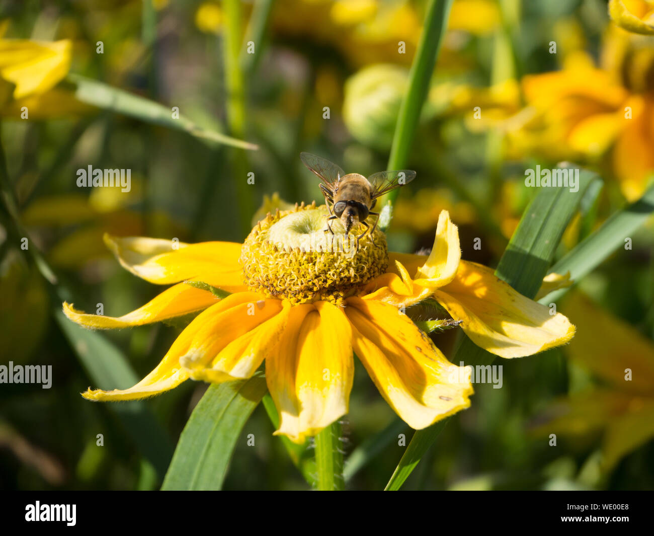 Close-up di ape su fiori contro sfondo sfocato Foto Stock