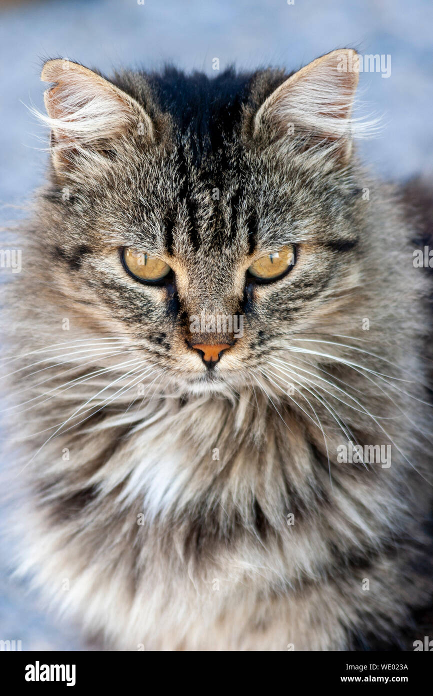 Il gatto si siede e guarda i passanti Foto Stock