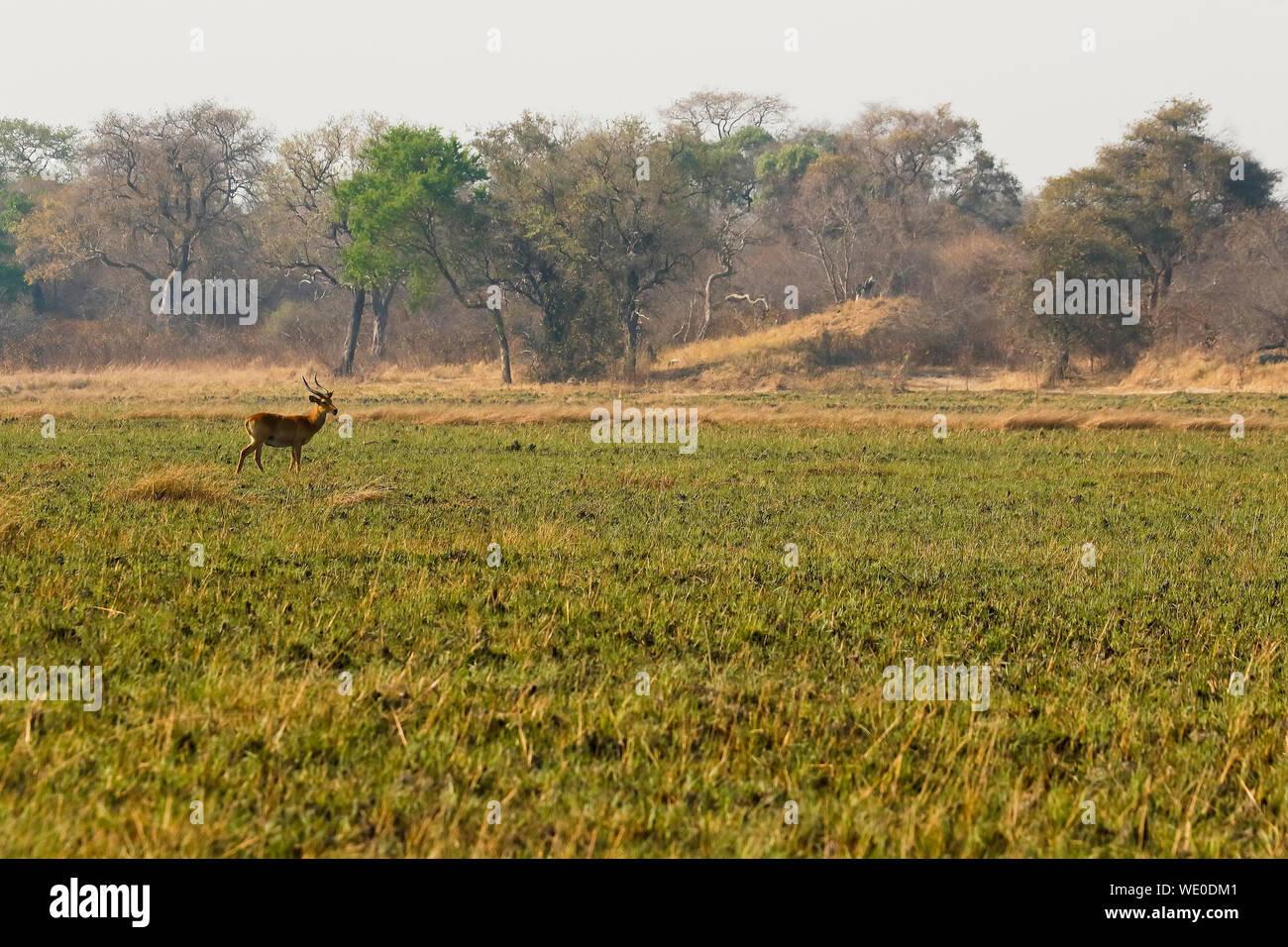 Il maschio della Puku (Kobus vardonii) africana di antilope, in Busanga Plains. Parco Nazionale di Kafue, Zambia Foto Stock