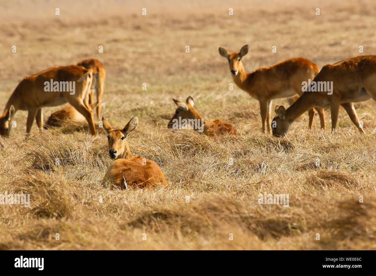 Allevamento di Pukus (Kobus vardonii) africana di antilope, in Busanga Plains. Parco Nazionale di Kafue, Zambia Foto Stock
