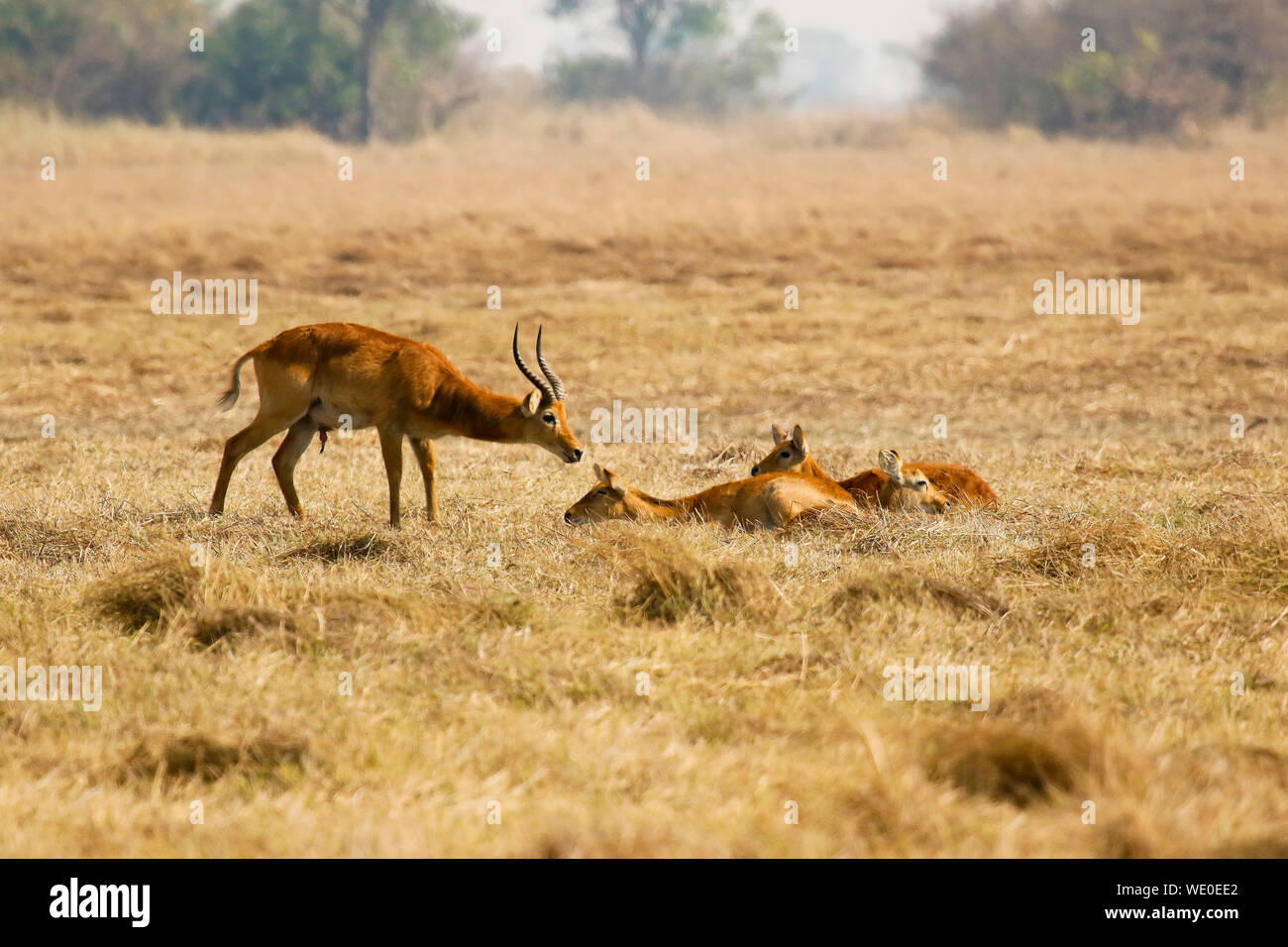 Accoppiamento di Pukus (Kobus vardonii) africana di antilope, in Busanga Plains. Parco Nazionale di Kafue, Zambia Foto Stock